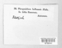 Phragmidium bulbosum image